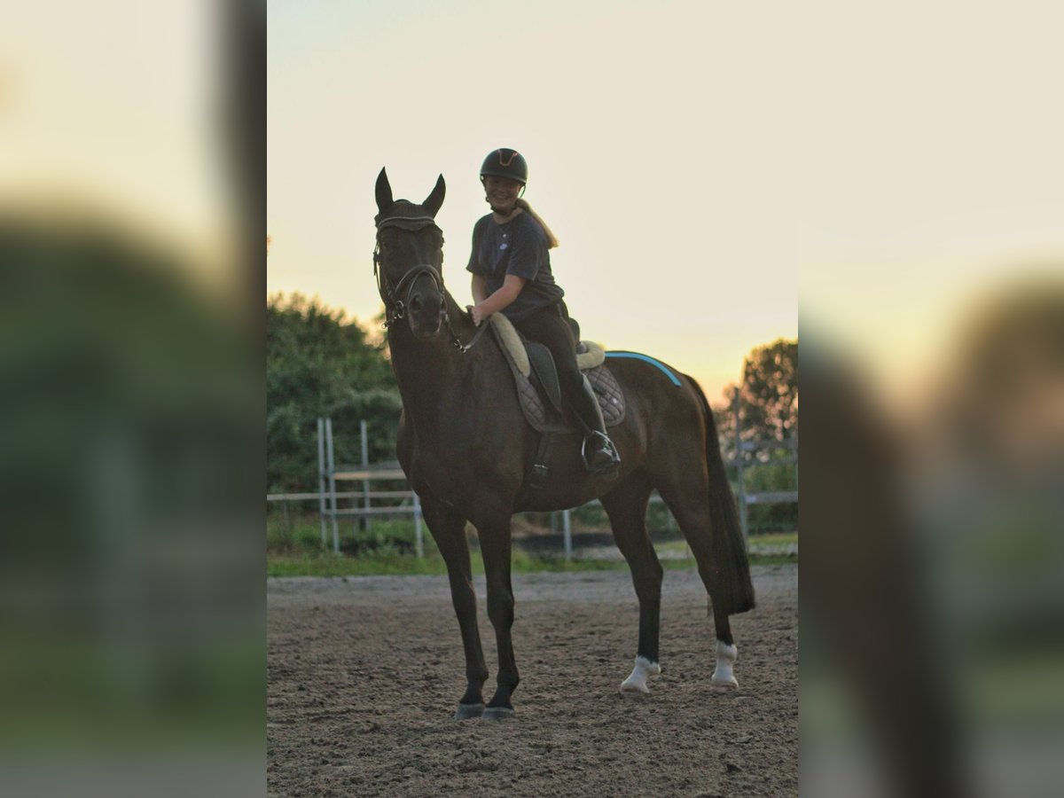 Mecklenburg Warmblood Gelding 8 years 17 hh Black in Emmendingen