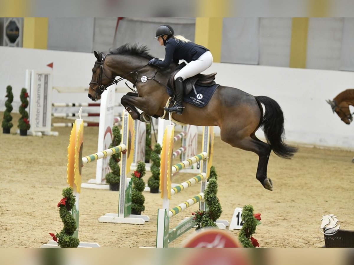 Mecklenburg Warmblood Gelding 9 years 16,1 hh Bay-Dark in Dachau