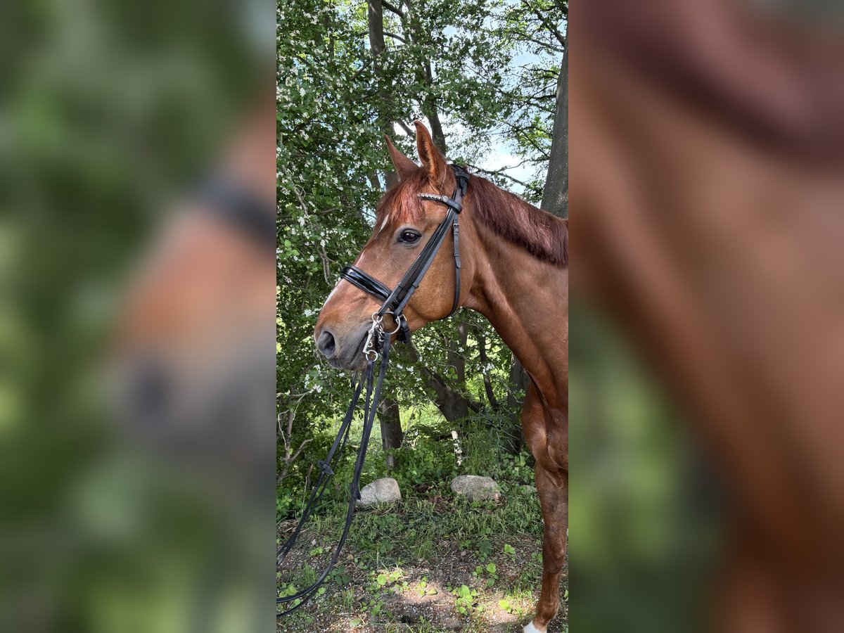 Mecklenburg Warmblood Gelding 9 years 16,2 hh Chestnut-Red in 24369