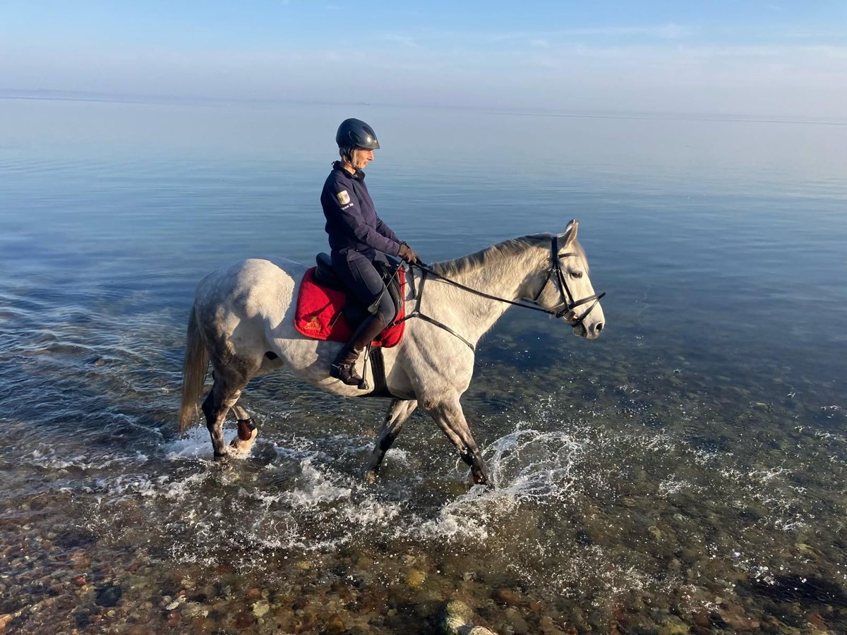 Mecklenburg Warmblood Gelding 9 years 17,2 hh Grey in Putbus