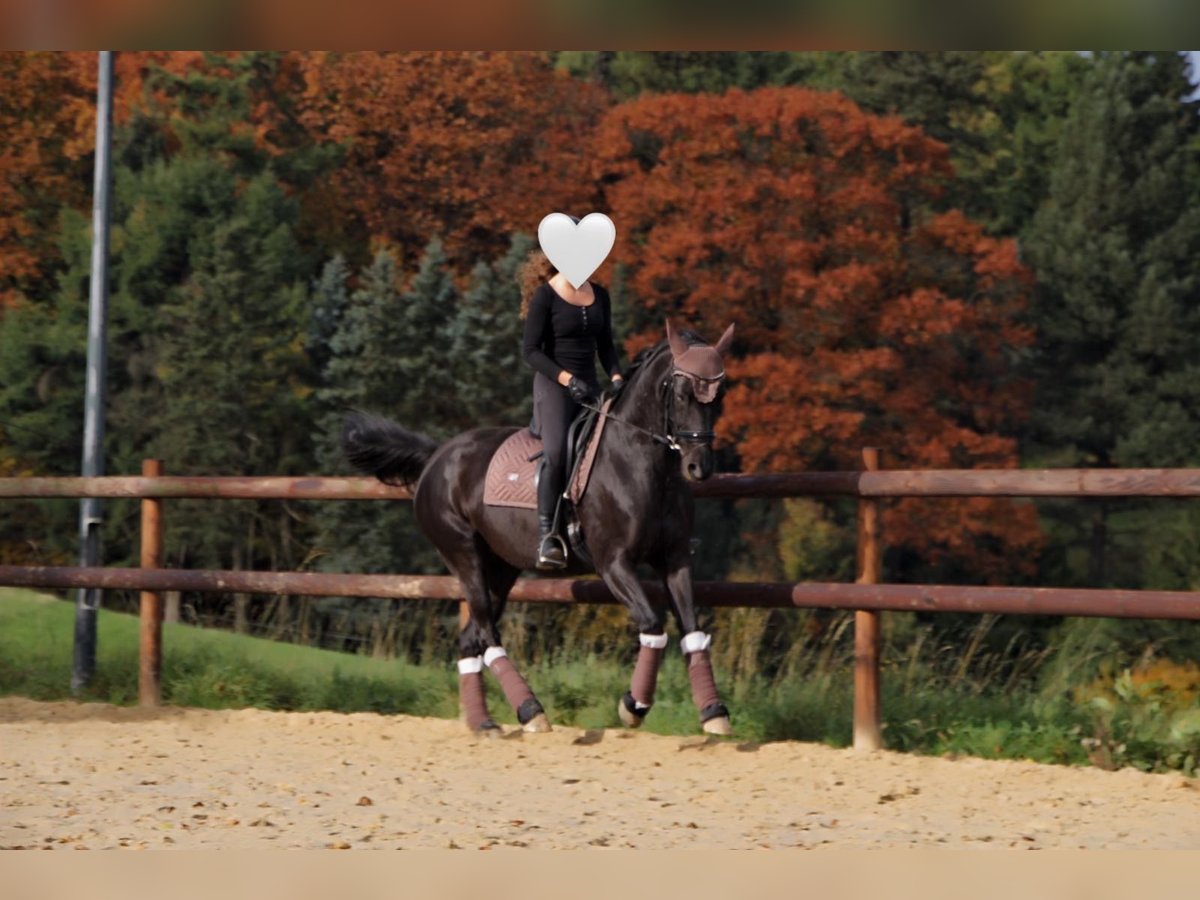 Mecklenburg Warmblood Mare 10 years 16 hh Black in Sprockh&#xF6;vel