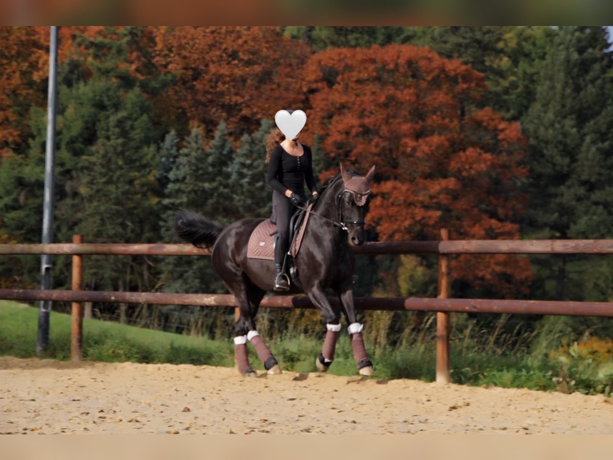 Mecklenburg Warmblood Mare 10 years 16 hh Black in Sprockh&#xF6;vel