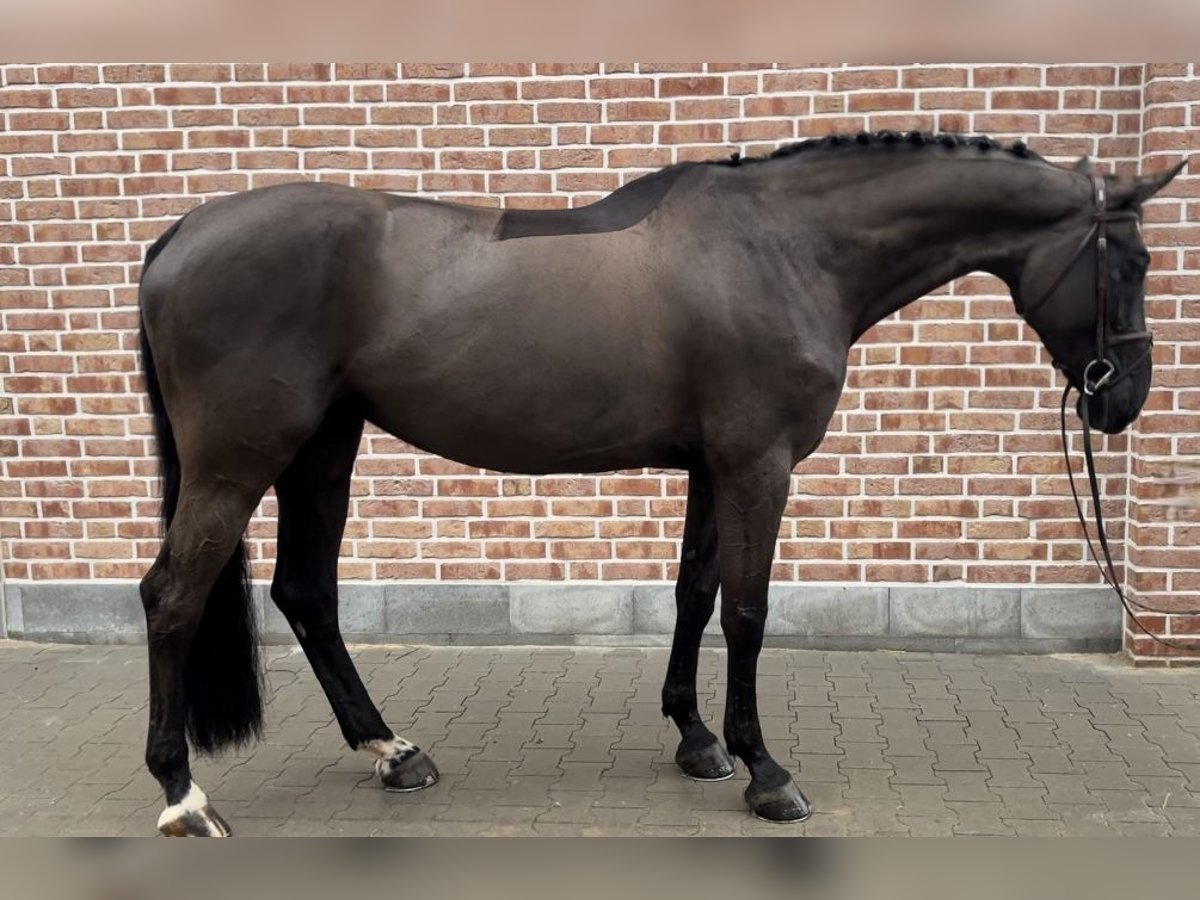 Mecklenburg Warmblood Mare 10 years Black in Walldorf