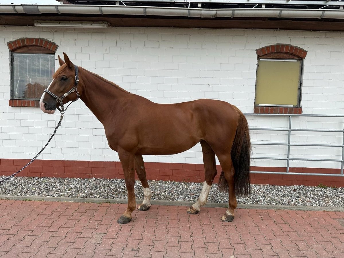 Mecklenburg Warmblood Mare 11 years 16 hh Chestnut-Red in Insel Poel