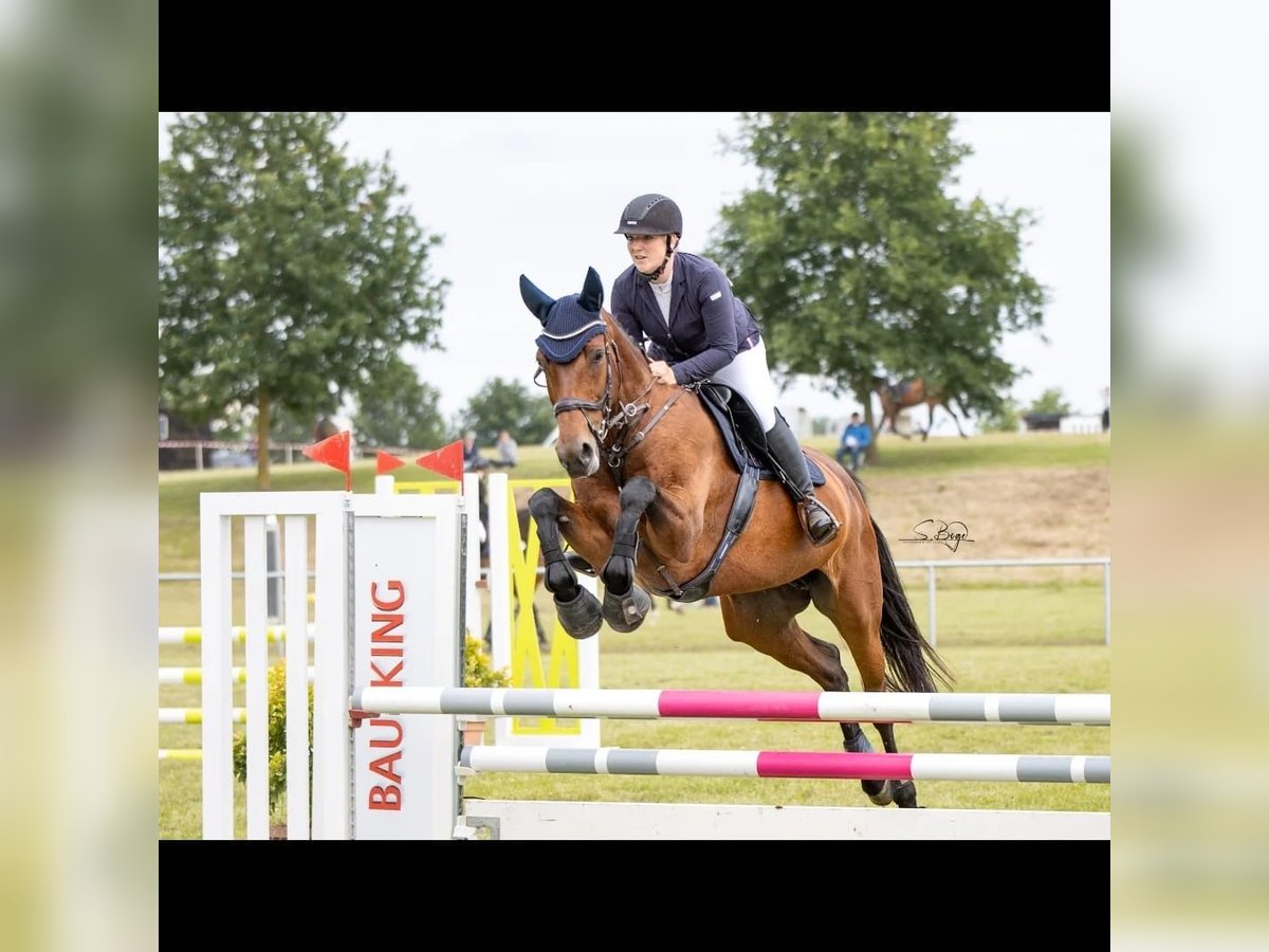 Mecklenburg Warmblood Mare 12 years 16,2 hh Brown in Mallentin