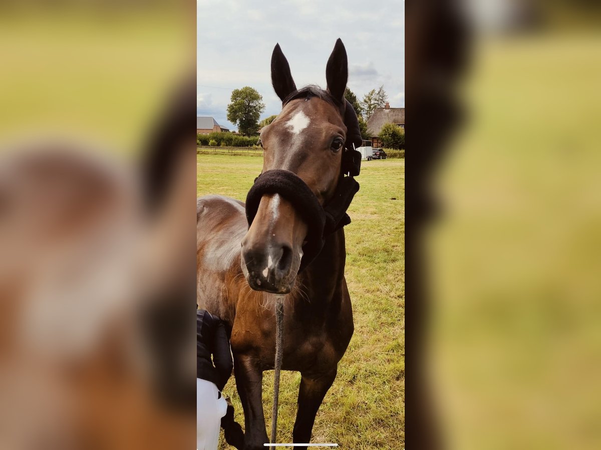 Mecklenburg Warmblood Mare 14 years 16,2 hh Bay-Dark in Schönhorst