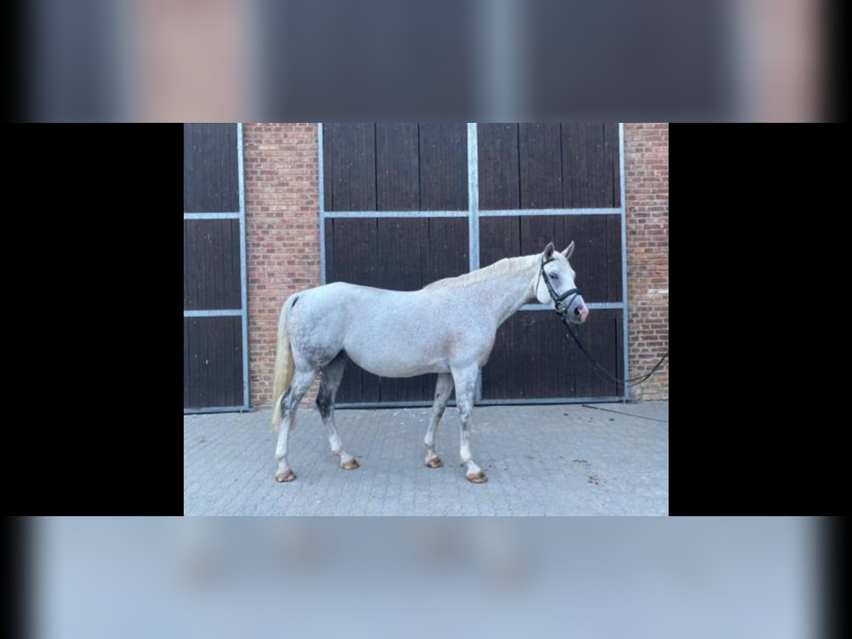 Mecklenburg Warmblood Mare 14 years 16,2 hh Gray in Heiligengrabe