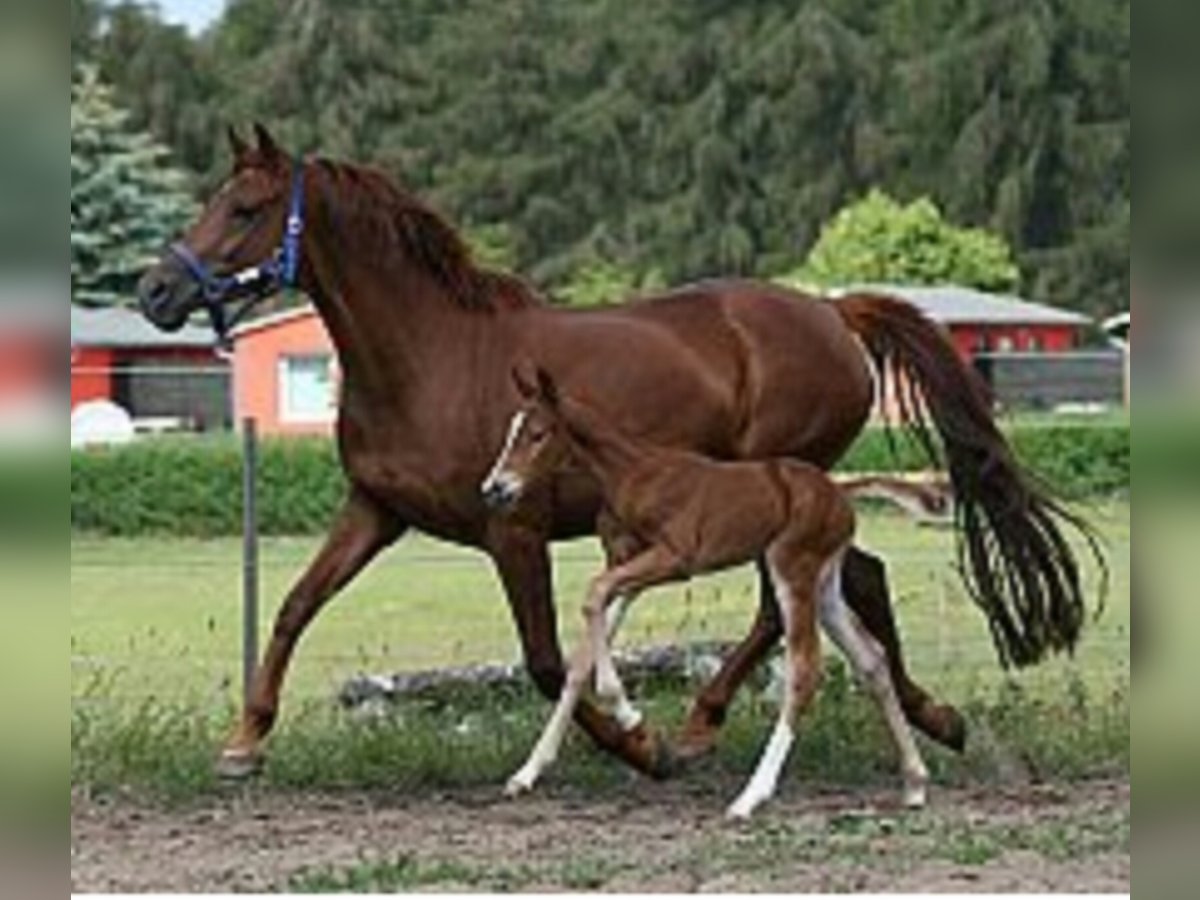 Mecklenburg Warmblood Mare 18 years 15,3 hh Chestnut-Red in Garden