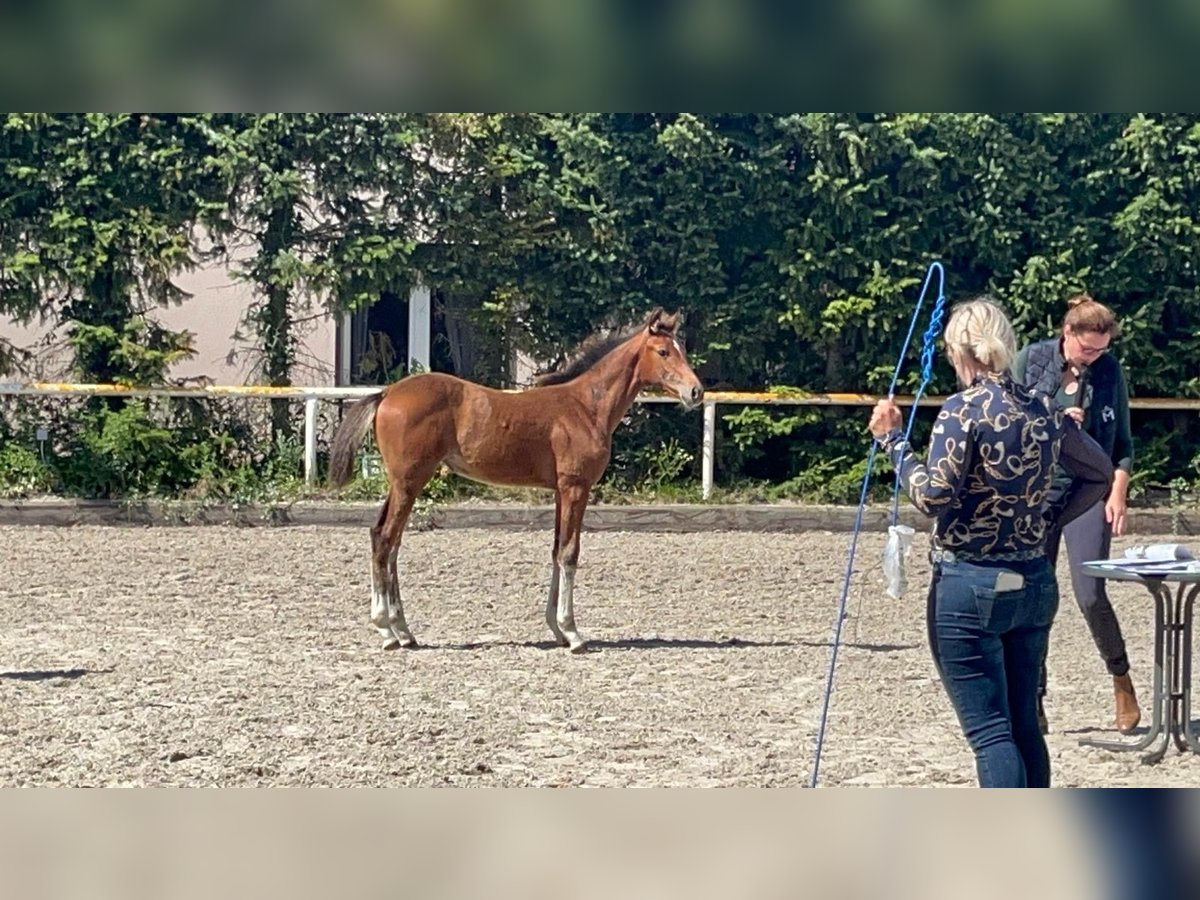 Mecklenburg Warmblood Mare 1 year 16,1 hh Bay-Dark in Saßen-Trantow