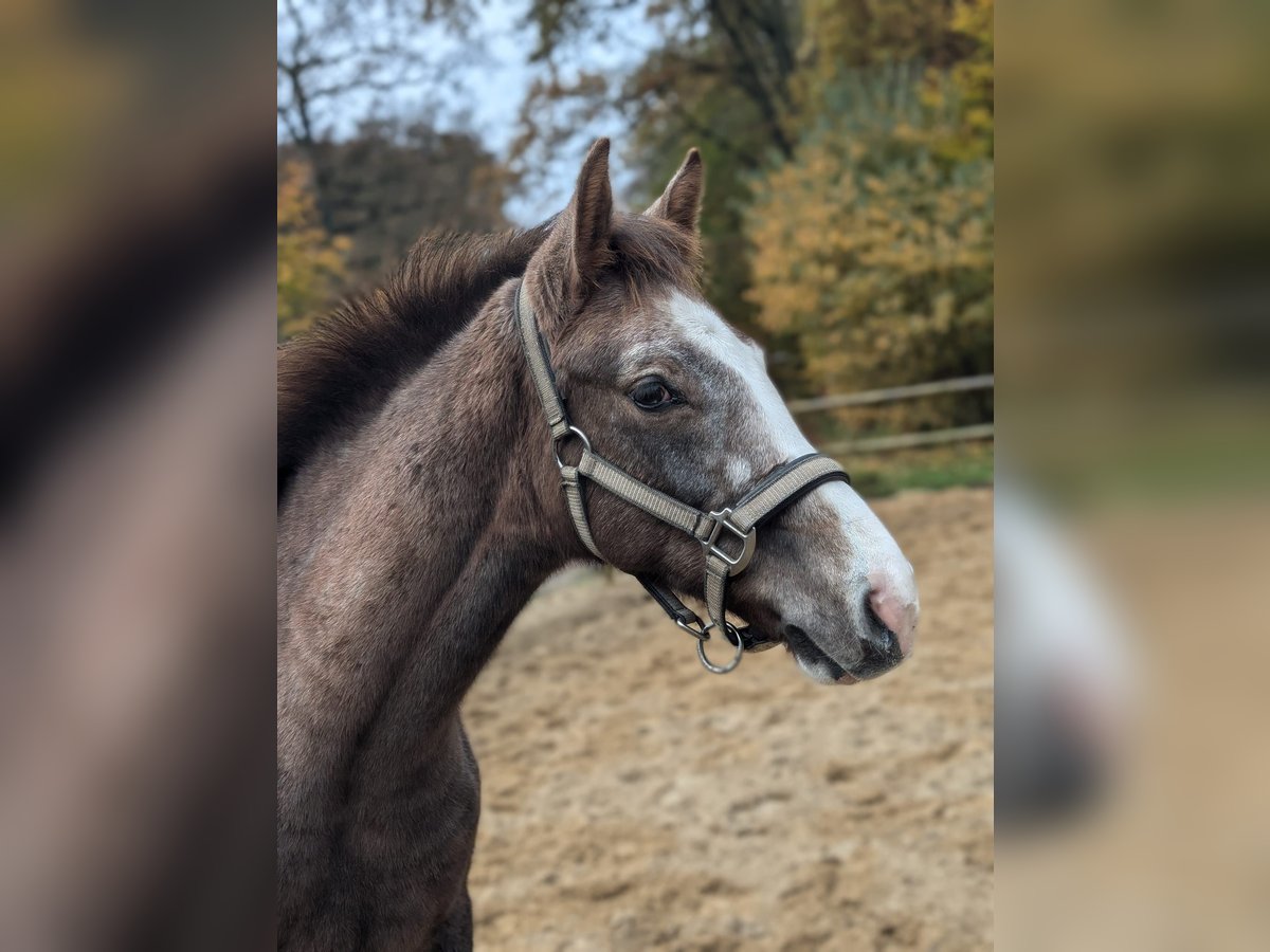 Mecklenburg Warmblood Mare 1 year 16,2 hh Gray-Red-Tan in Jesteburg