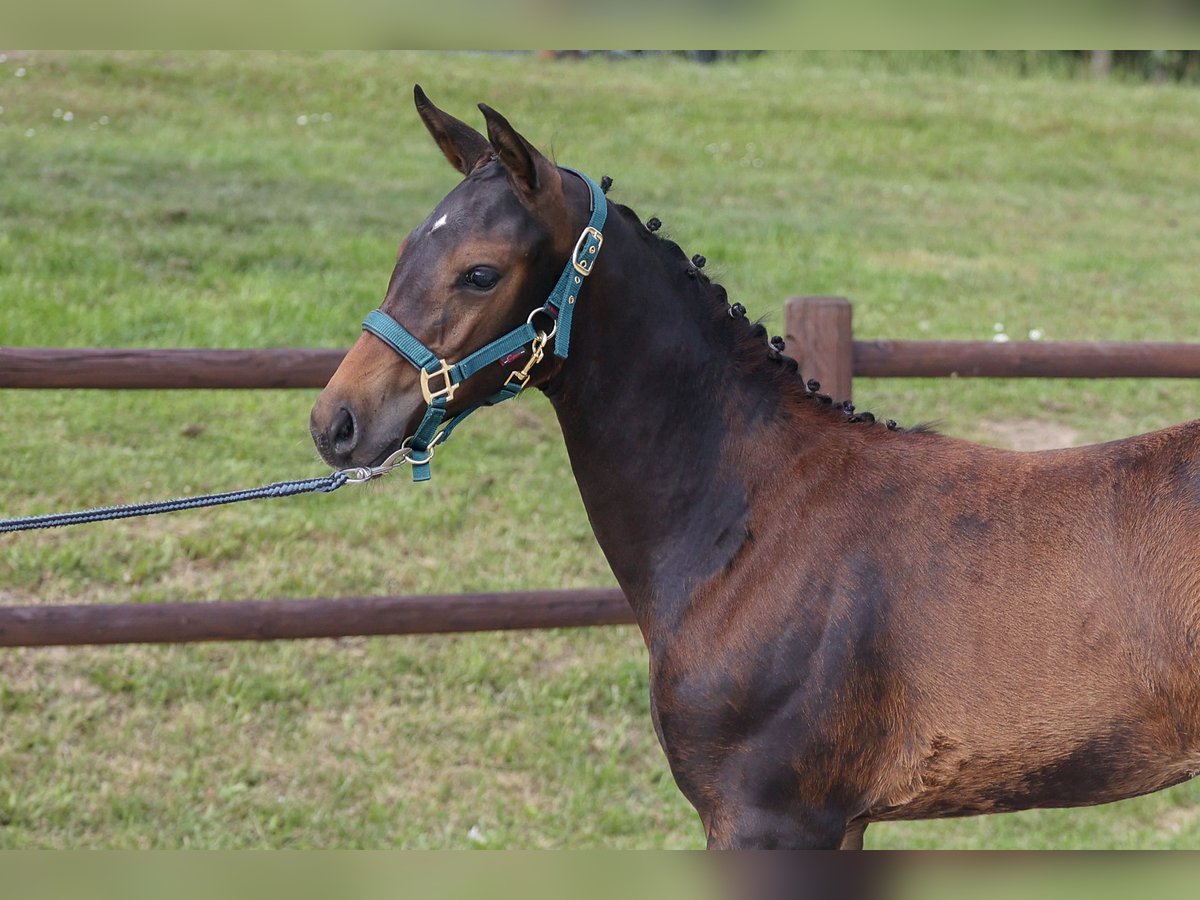 Mecklenburg Warmblood Mare 1 year Bay-Dark in Loddin