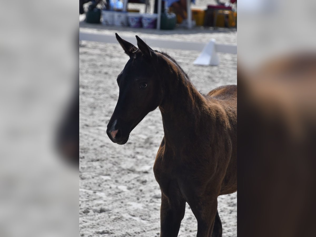 Mecklenburg Warmblood Mare 1 year Black in Röbel