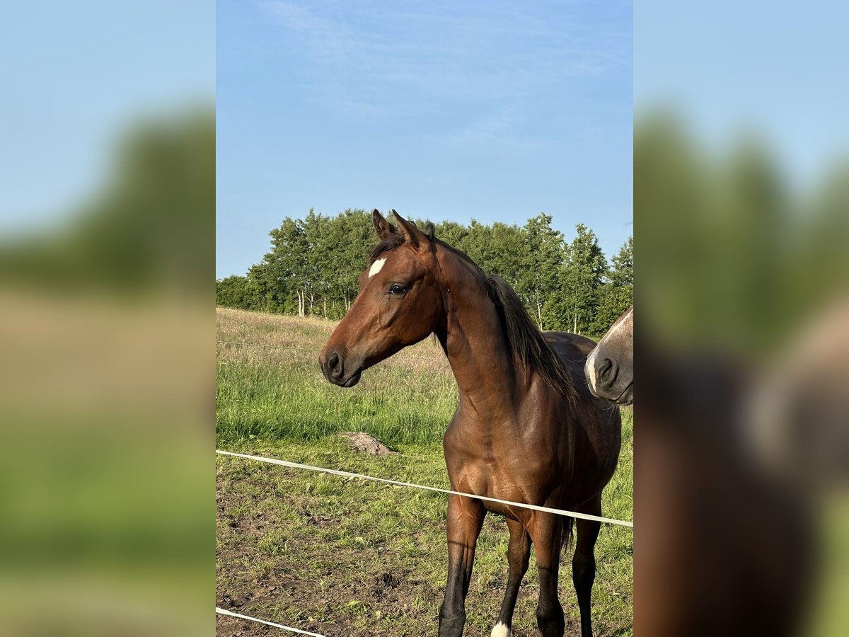 Mecklenburg Warmblood Mare 1 year Brown in Nortorf