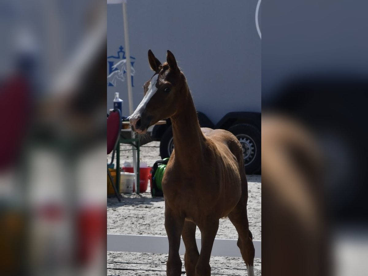 Mecklenburg Warmblood Mare 1 year Chestnut-Red in Röbel