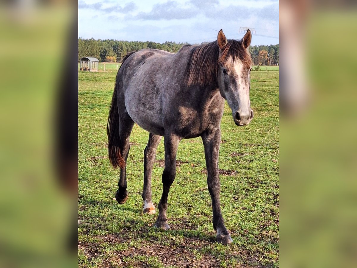 Mecklenburg Warmblood Mare 2 years 16 hh Can be white in Bresegard