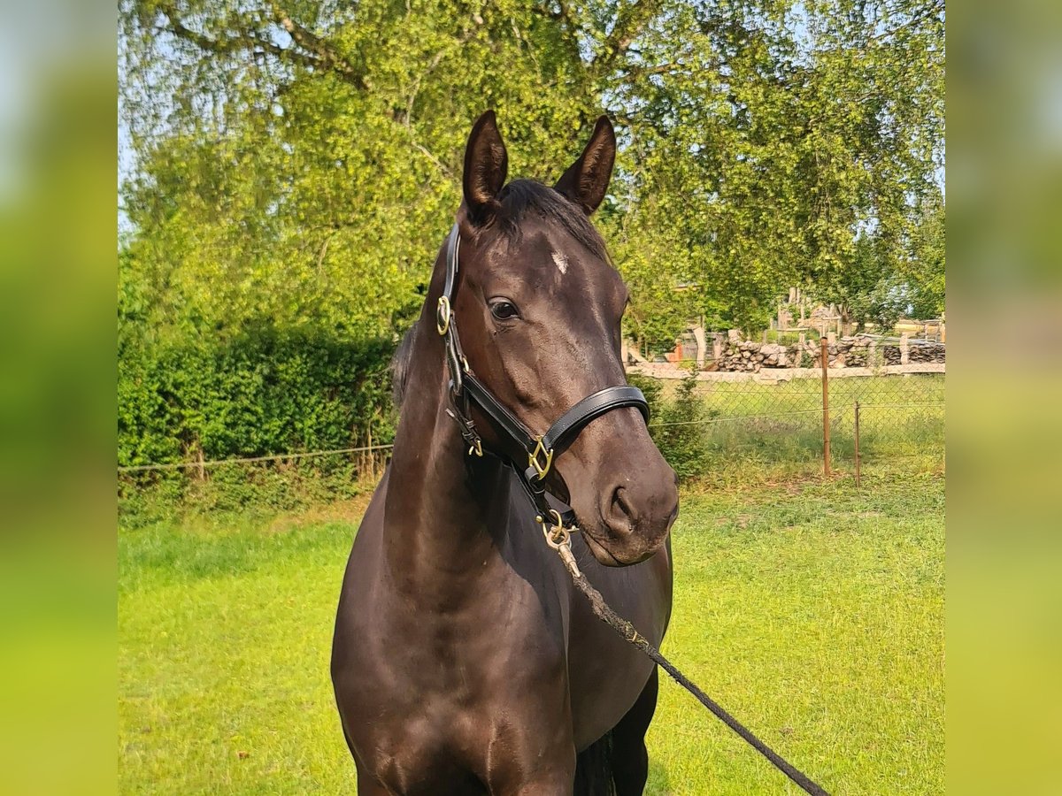 Mecklenburg Warmblood Mare 3 years 15,2 hh Bay-Dark in Richtenberg
