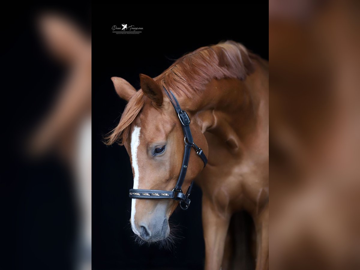 Mecklenburg Warmblood Mare 3 years 15,2 hh Chestnut-Red in Neuenkirchen-V&#xF6;rden