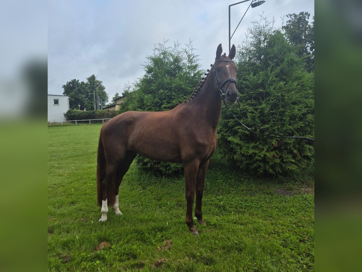 Mecklenburg Warmblood Mare 3 years 16 hh Chestnut in G&#xFC;strow