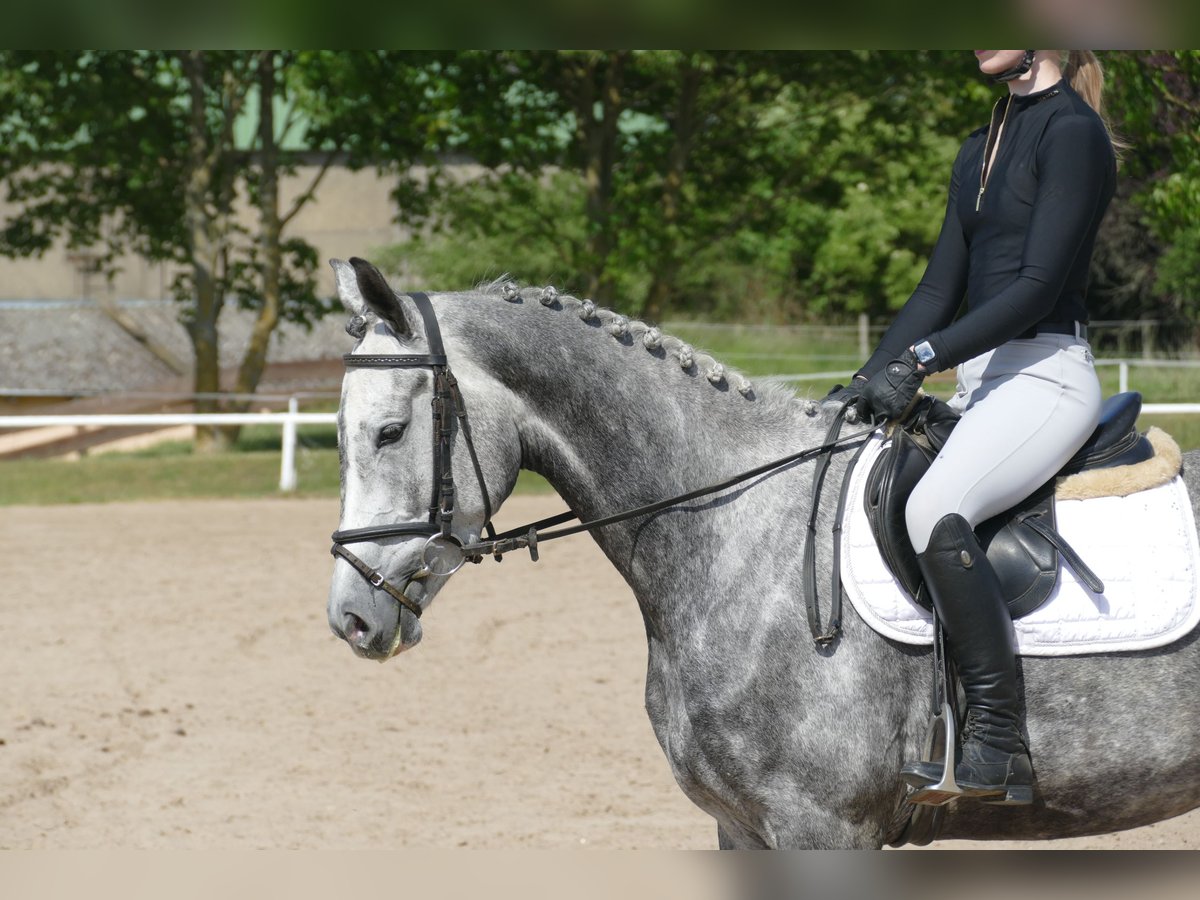 Mecklenburg Warmblood Mare 4 years 15,3 hh Gray in Ganschow