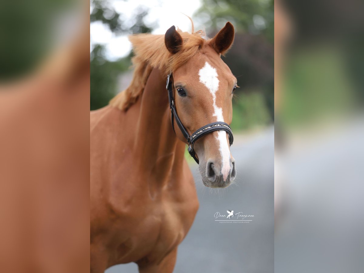 Mecklenburg Warmblood Mare 4 years 16 hh Chestnut-Red in Neuenkirchen-V&#xF6;rden