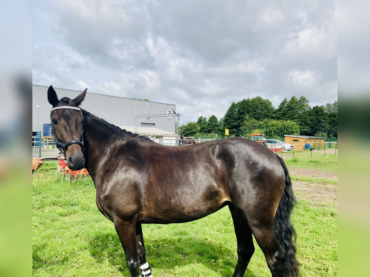 Mecklenburg Warmblood Mare 5 years 15,3 hh Bay-Dark in RubkowMurchin