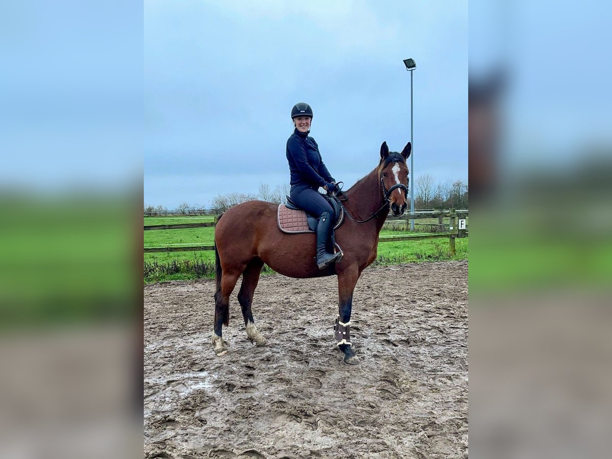 Mecklenburg Warmblood Mare 5 years 16 hh Brown in Dalberg