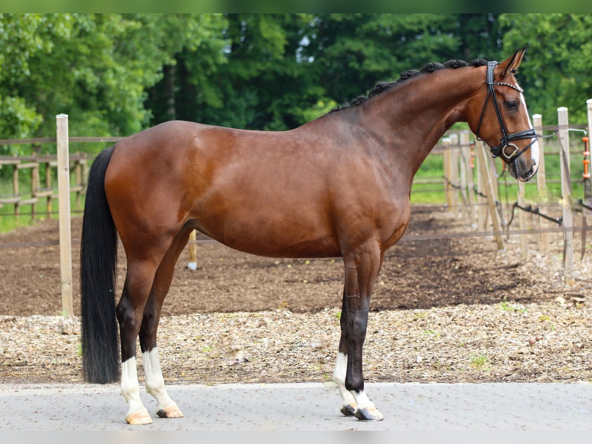 Mecklenburg Warmblood Mare 5 years 16,1 hh Brown in Lienen