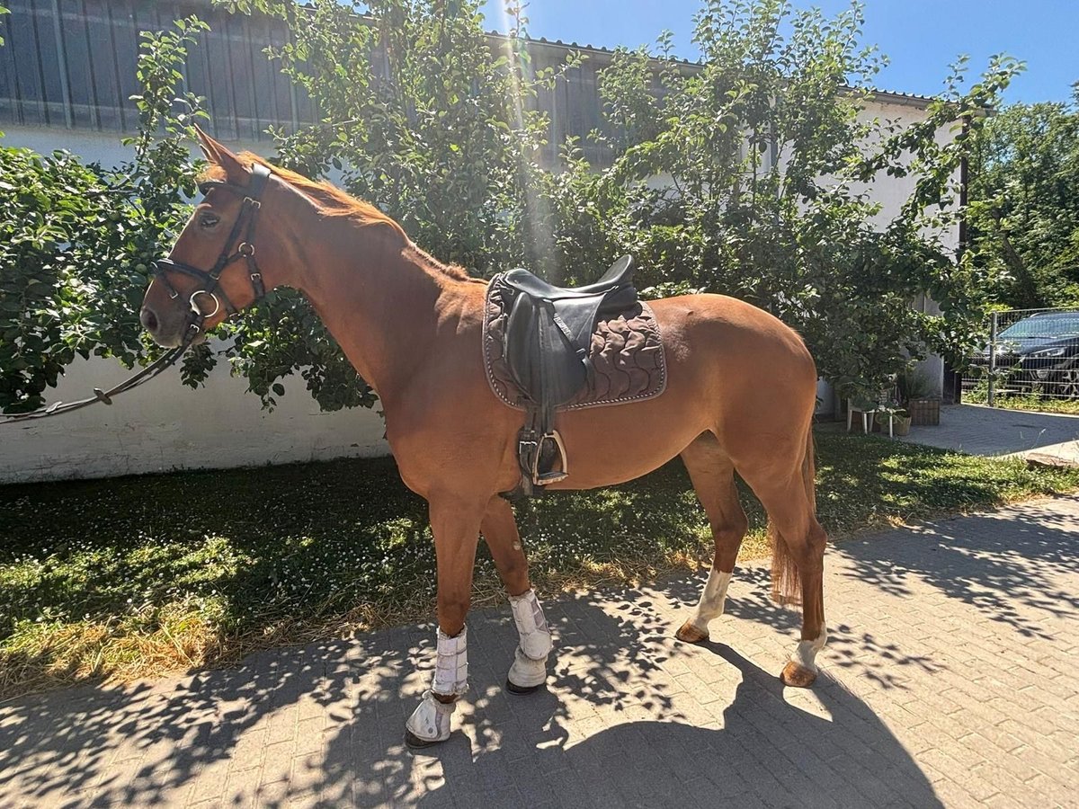 Mecklenburg Warmblood Mare 5 years 16,1 hh Chestnut-Red in Walldorf