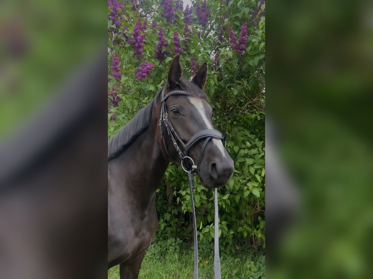 Mecklenburg Warmblood Mare 6 years 15,2 hh Black in Banzkow