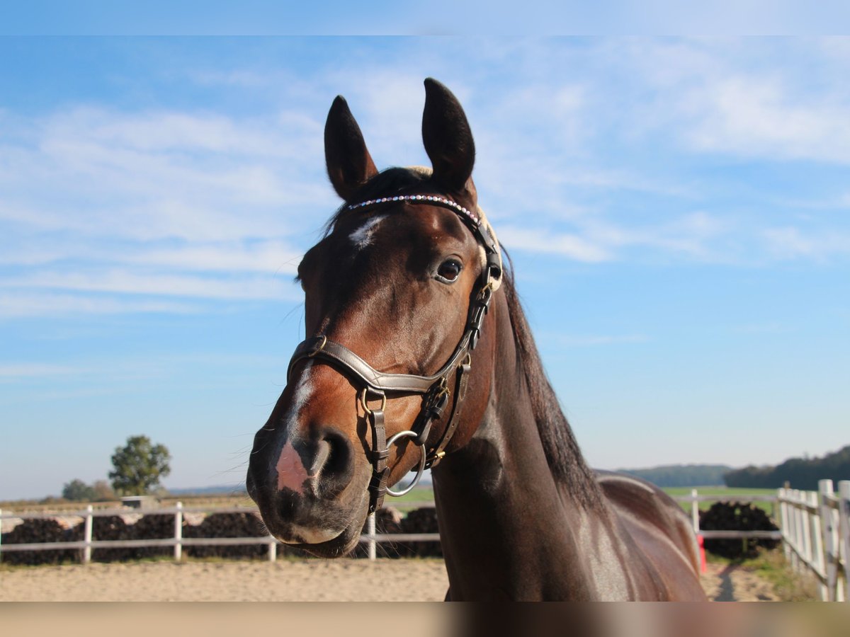 Mecklenburg Warmblood Mare 6 years 15,3 hh Smoky-Black in Ziethen