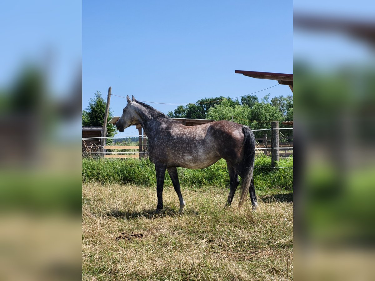 Mecklenburg Warmblood Mare 6 years 16 hh Gray-Dapple in Reichertshofen
