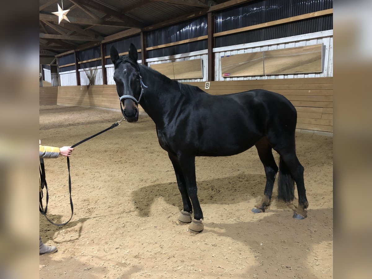 Mecklenburg Warmblood Mare 7 years 16 hh Smoky-Black in Sternberg