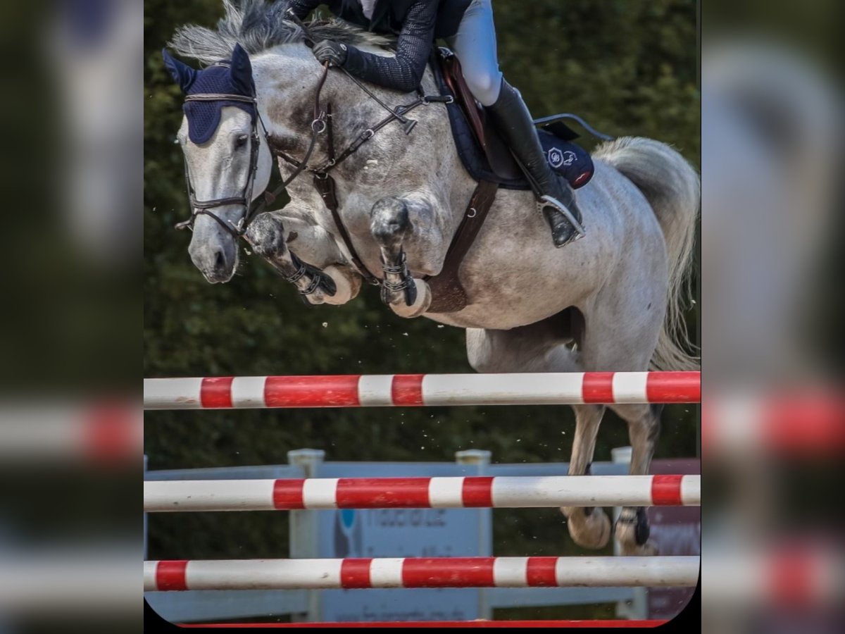 Mecklenburg Warmblood Mare 8 years 16 hh Grey in Aitrach