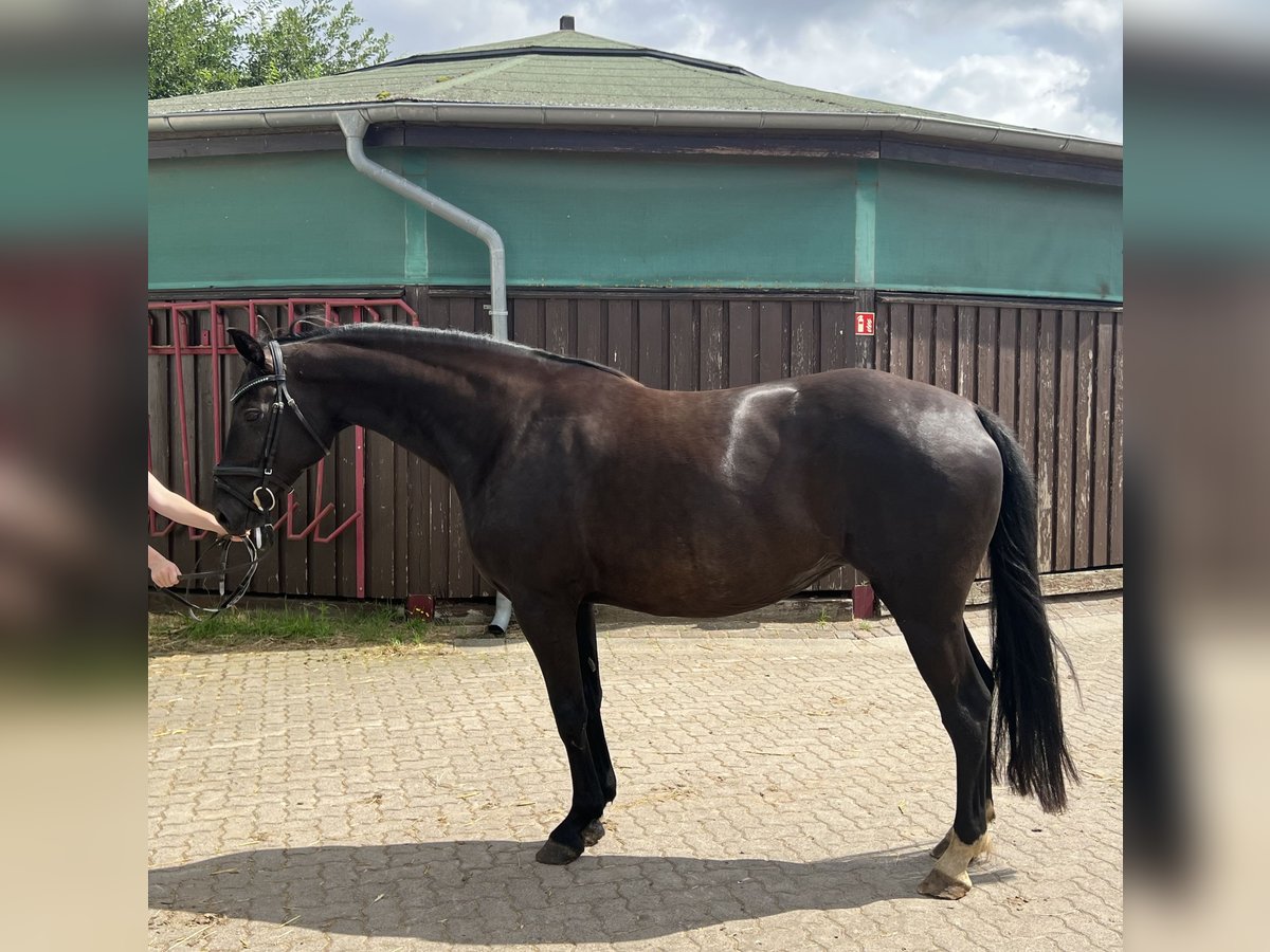 Mecklenburg Warmblood Mare 8 years 16,1 hh Black in Sassen-Trantow Mecklenburg Warmblood Mare 8 years 16,1 hh Black in Sassen-Trantow