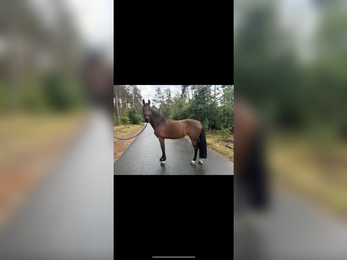 Mecklenburg Warmblood Mare 8 years 16,1 hh Brown in Neumarkt in der Oberpfalz