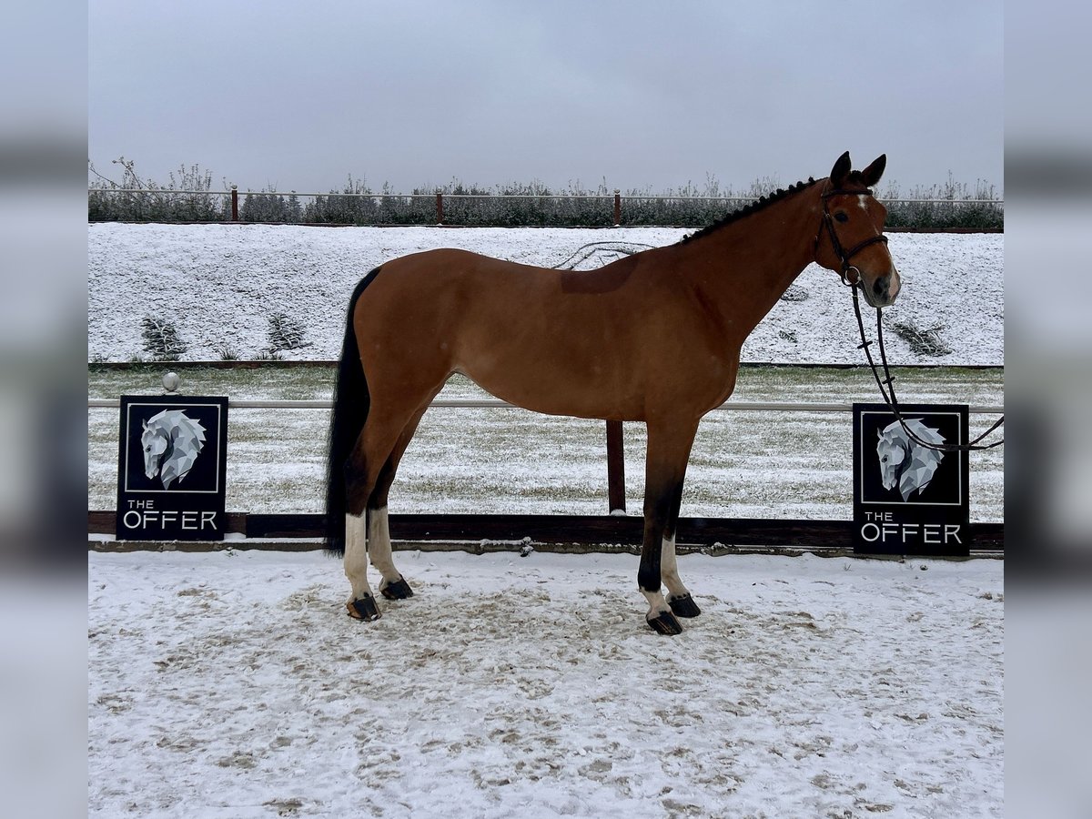 Mecklenburg Warmblood Mare 9 years 16,2 hh Brown in Mengen