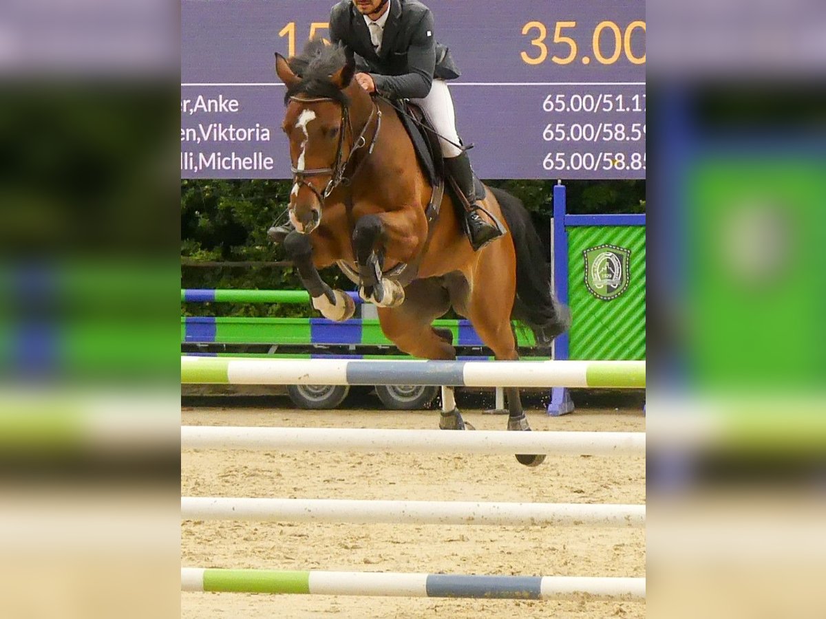 Mecklenburg Warmblood Mare 9 years 16,1 hh Bay in Z&#xFC;lpich