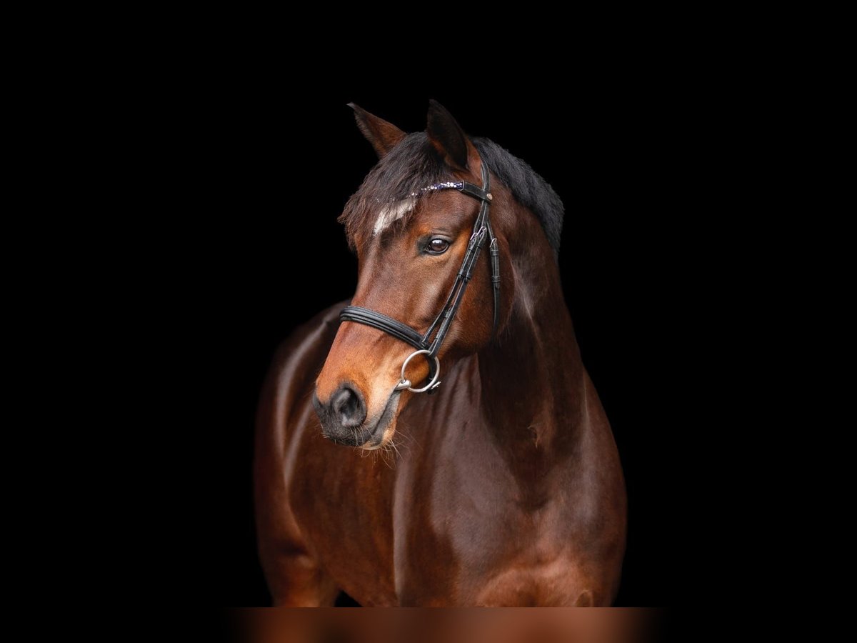 Mecklenburg Warmblood Mare 9 years 16,1 hh Brown in Havixbeck