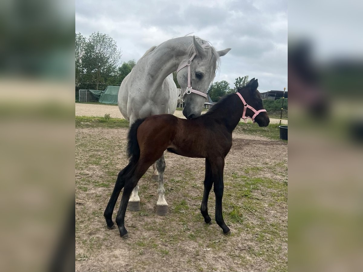 Mecklenburg Warmblood Mare Foal (04/2025) 16 hh Grey in Satow