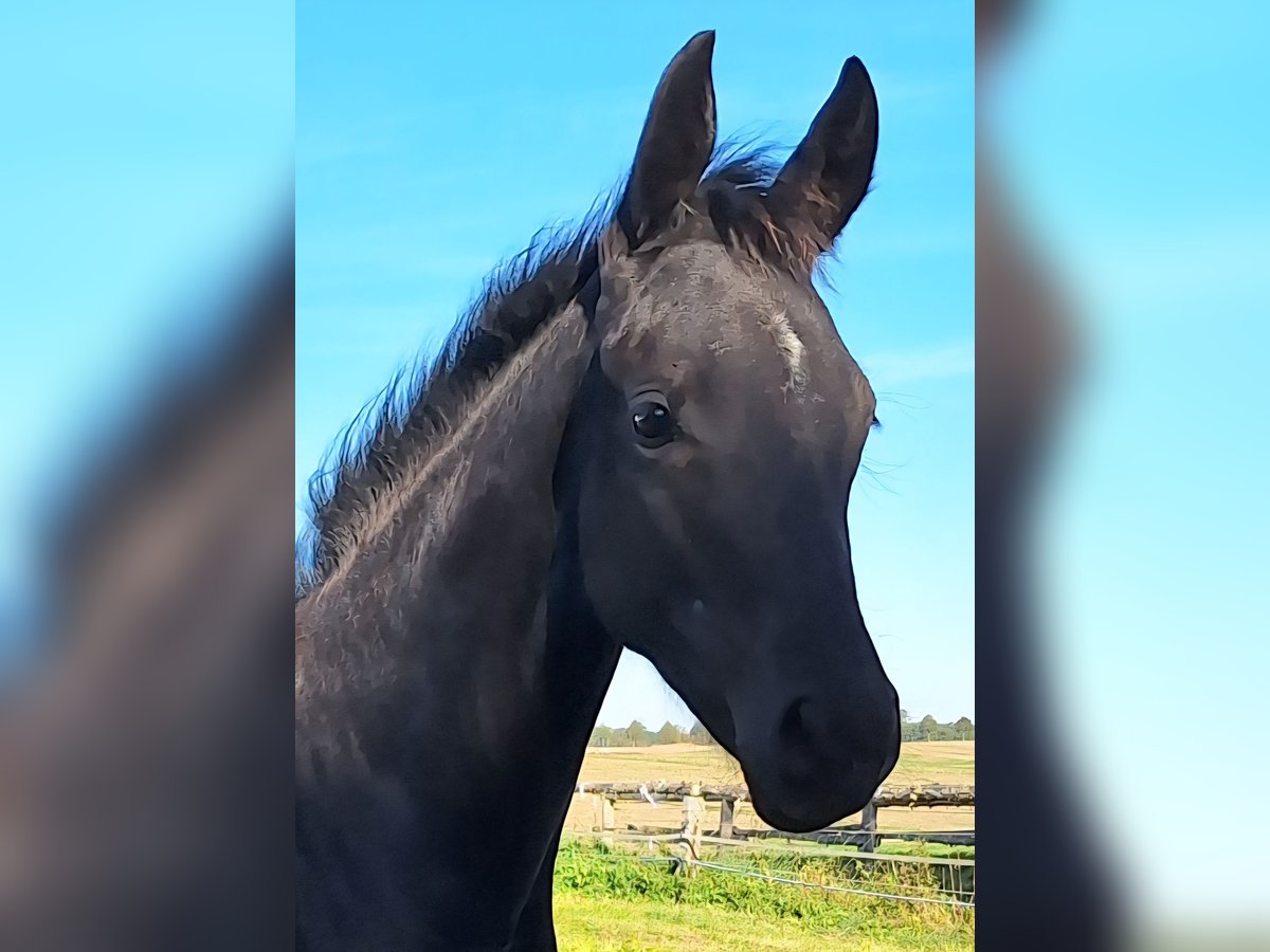 Mecklenburg Warmblood Mare Foal (05/2025) 16,2 hh Black in Blowatz