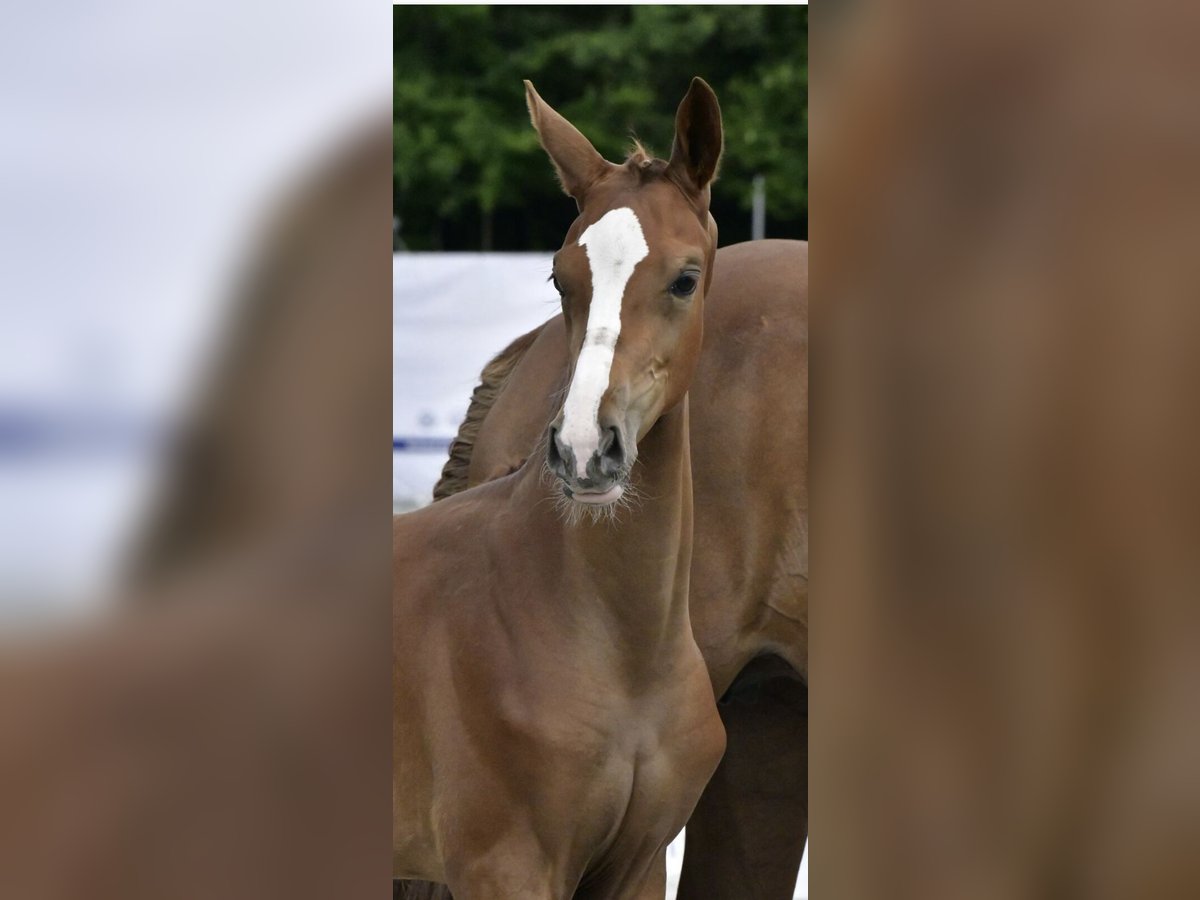 Mecklenburg Warmblood Mare Foal (04/2025) Chestnut-Red in R&#xF6;bel