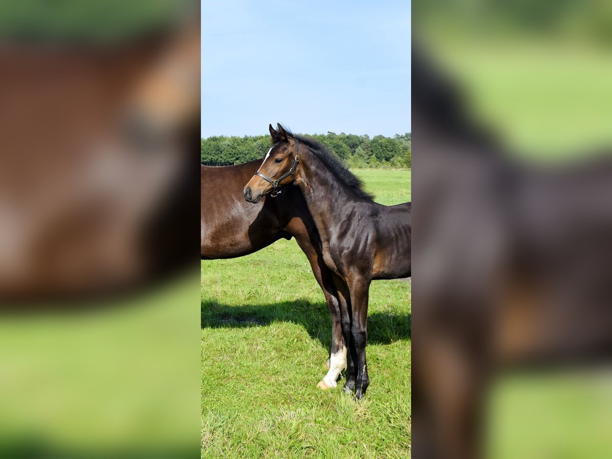 Mecklenburg Warmblood Mare Foal (04/2025) Smoky-Black in Moraas