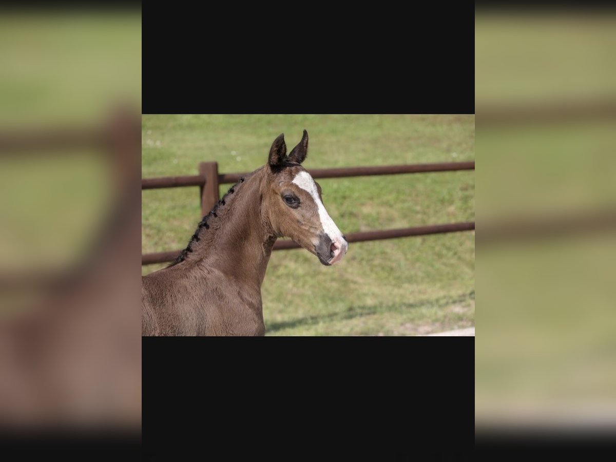 Mecklenburg Warmblood Stallion 1 year 17 hh Black in R&#xF6;bel