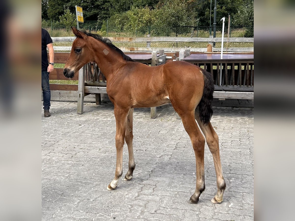 Mecklenburg Warmblood Stallion 1 year Brown in Güstrow