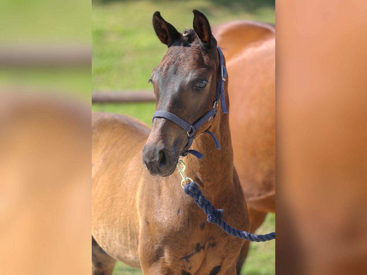 Mecklenburg Warmblood Stallion 1 year Smoky-Black in Eldena