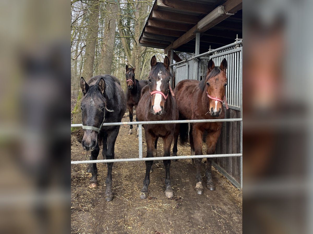 Mecklenburg Warmblood Stallion 2 years 16 hh in Papenhagen