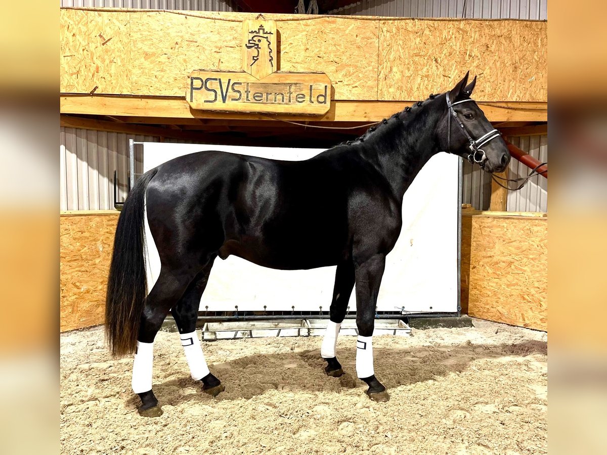 Mecklenburg Warmblood Stallion 2 years 17,1 hh Black in Hohenmocker