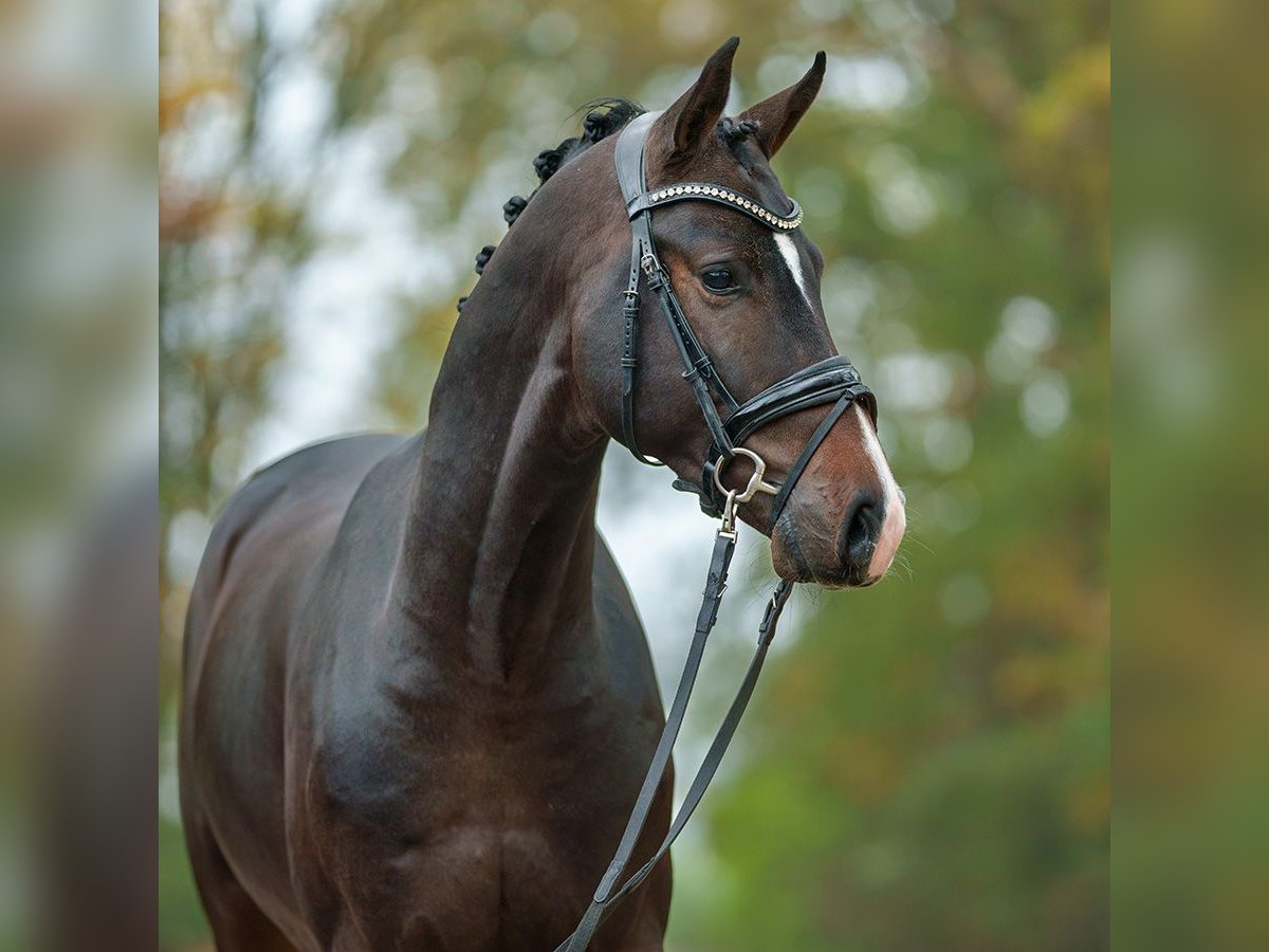 Mecklenburg Warmblood Stallion 2 years Bay-Dark in Rostock