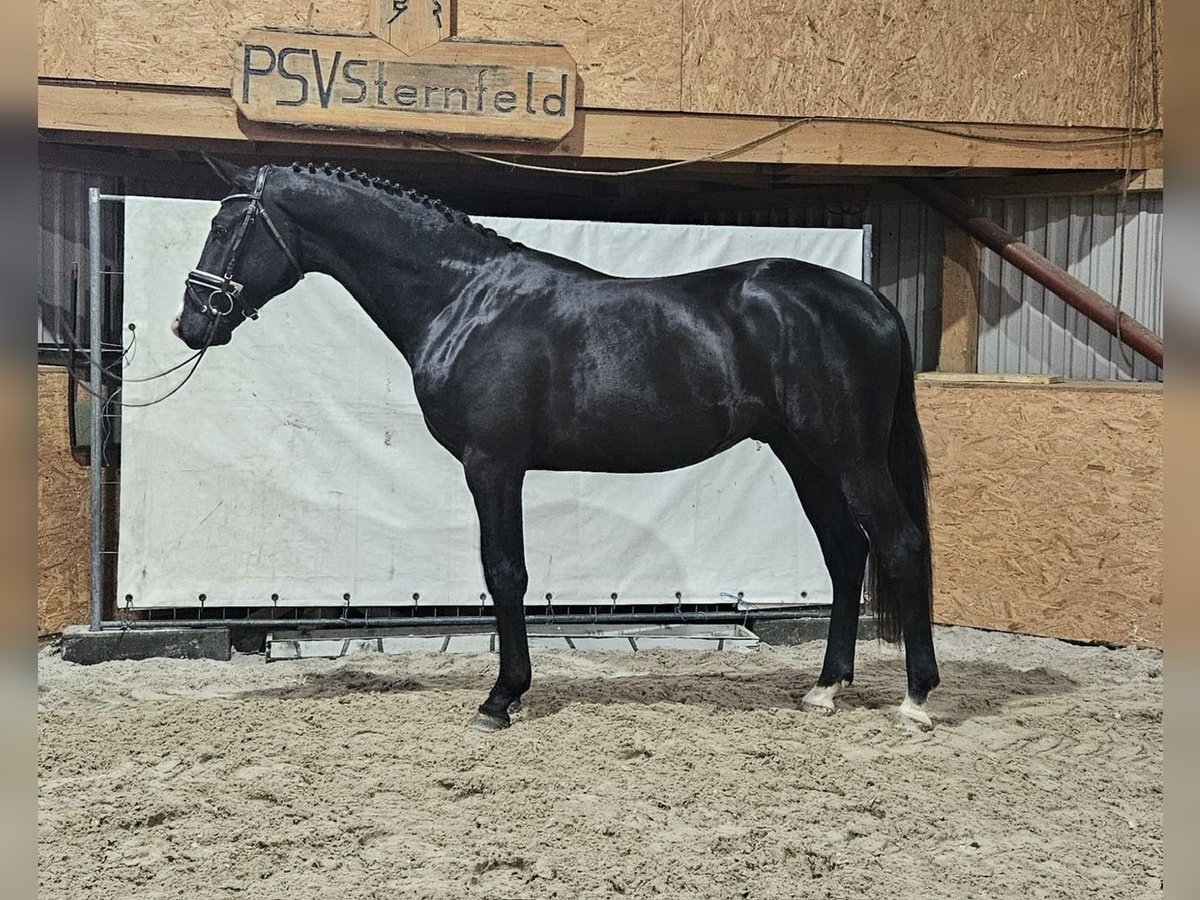 Mecklenburg Warmblood Stallion 2 years Black in Siedenbrünzow