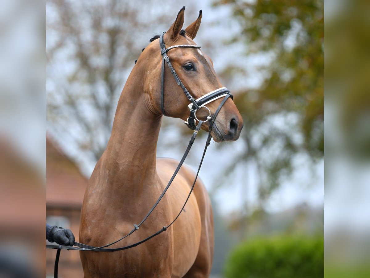 Mecklenburg Warmblood Stallion 2 years Brown in Rostock